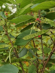 Bauhinia acuminata