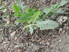 Crepis foetida