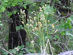 Crepis vesicaria