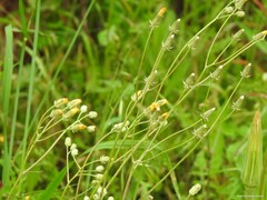 Crepis vesicaria