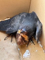 Ixobrychus flavicollis