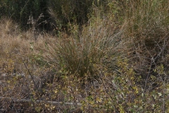 Juncus effusus austrocalifornicus