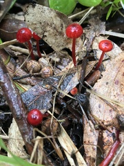 Cruentomycena viscidocruenta