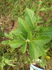 Alternanthera ficoidea
