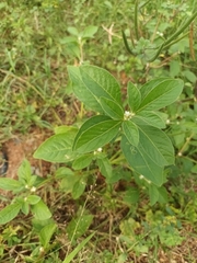 Alternanthera ficoidea