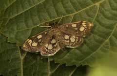 Anania coronata