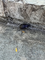 Carabus scabrosus tauricus