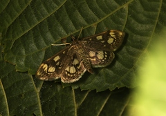 Anania coronata