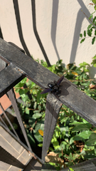 Xylocopa violacea