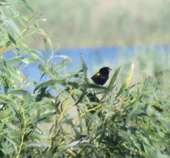 Euplectes capensis capensis