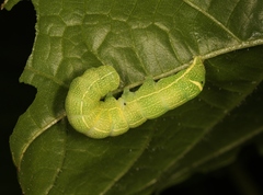 Orthosia cerasi