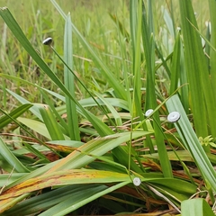 Eriocaulaceae