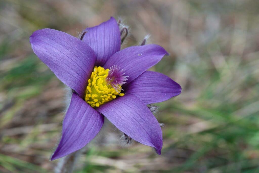 Haller's pasqueflower