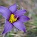 Haller's Pasqueflower - Photo (c) Guillaume Labeyrie, some rights reserved (CC BY-NC), uploaded by Guillaume Labeyrie