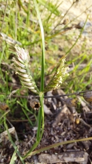 Eleusine tristachya