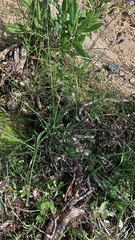 Eleusine tristachya