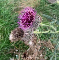Cirsium eriophorum