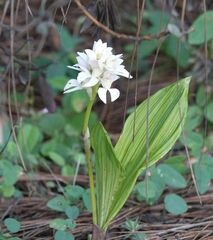 Govenia liliacea