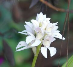 Govenia liliacea