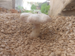 Agaricus bisporus