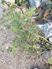 Heliotropium indicum