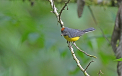 Myioborus miniatus