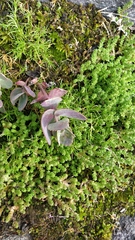 Hylotelephium maximum ruprechtii