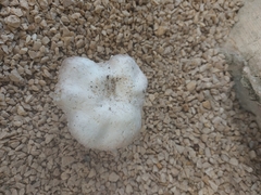 Agaricus bisporus