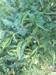 Eclipta prostrata