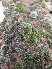 Grimmia pulvinata