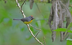 Myioborus miniatus