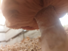 Agaricus bisporus