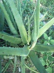 Aloe vera