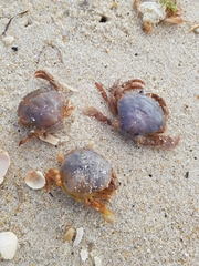 Polybius henslowii