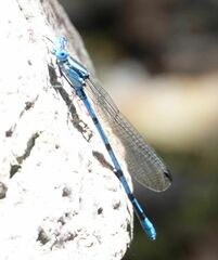 Argia pima