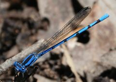Argia pima