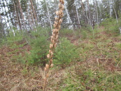 Aconitum barbatum