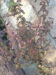 Mesosphaerum suaveolens