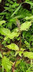 Achyranthes