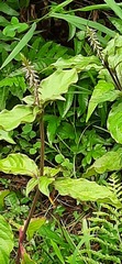 Achyranthes