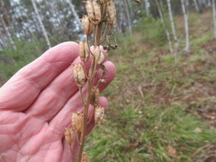 Aconitum barbatum