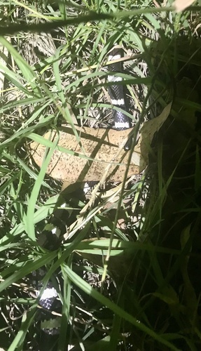 Eastern Bandy Bandy sighting