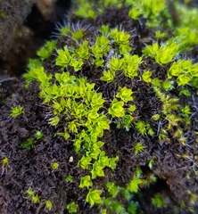 Syntrichia montana