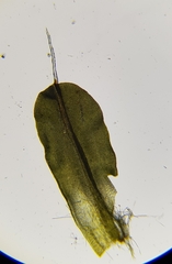 Syntrichia montana