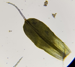 Syntrichia montana