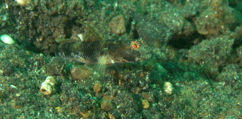 Fan Shrimp-Goby