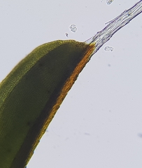 Syntrichia montana