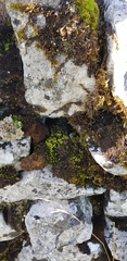 Syntrichia montana