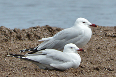 Ichthyaetus audouinii