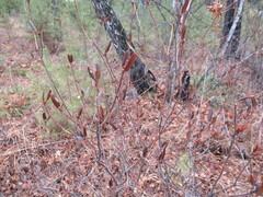 Rhododendron dauricum